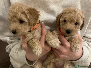 Miniature Poodle dogs Gorgeous miniature poodle pups - Advert 16