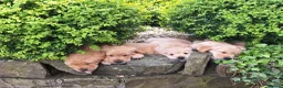 Golden Retriever dogs for sale: Beautiful litter of Golden Retriever puppies 🐶  - Advert 24