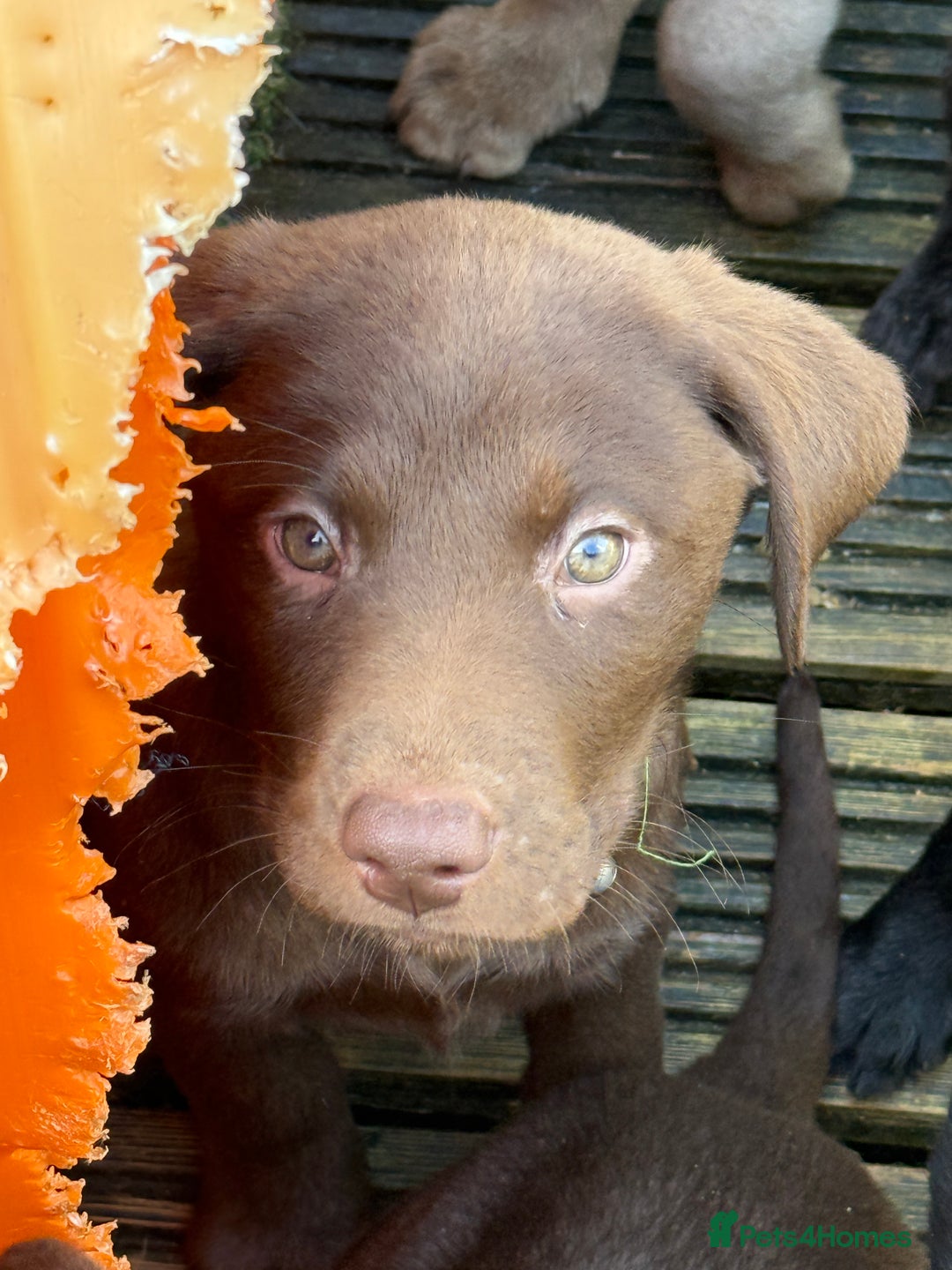 Labrador Retriever dogs for sale: Stunning Labrador puppies for sale  in Lostwithiel - Image 32