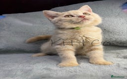 British Shorthair cats for sale: LAST 2 GCCF BSH Kittens – Ready NOW!! in Slough - Image 17