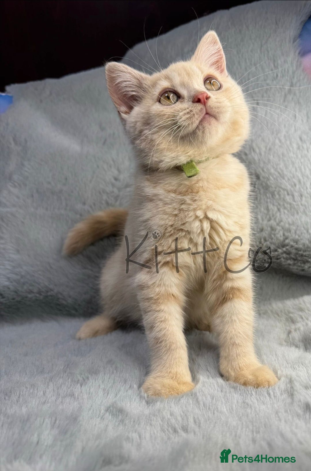 British Shorthair cats for sale: LAST 2 GCCF BSH Kittens – Ready NOW!! in Slough - Image 17