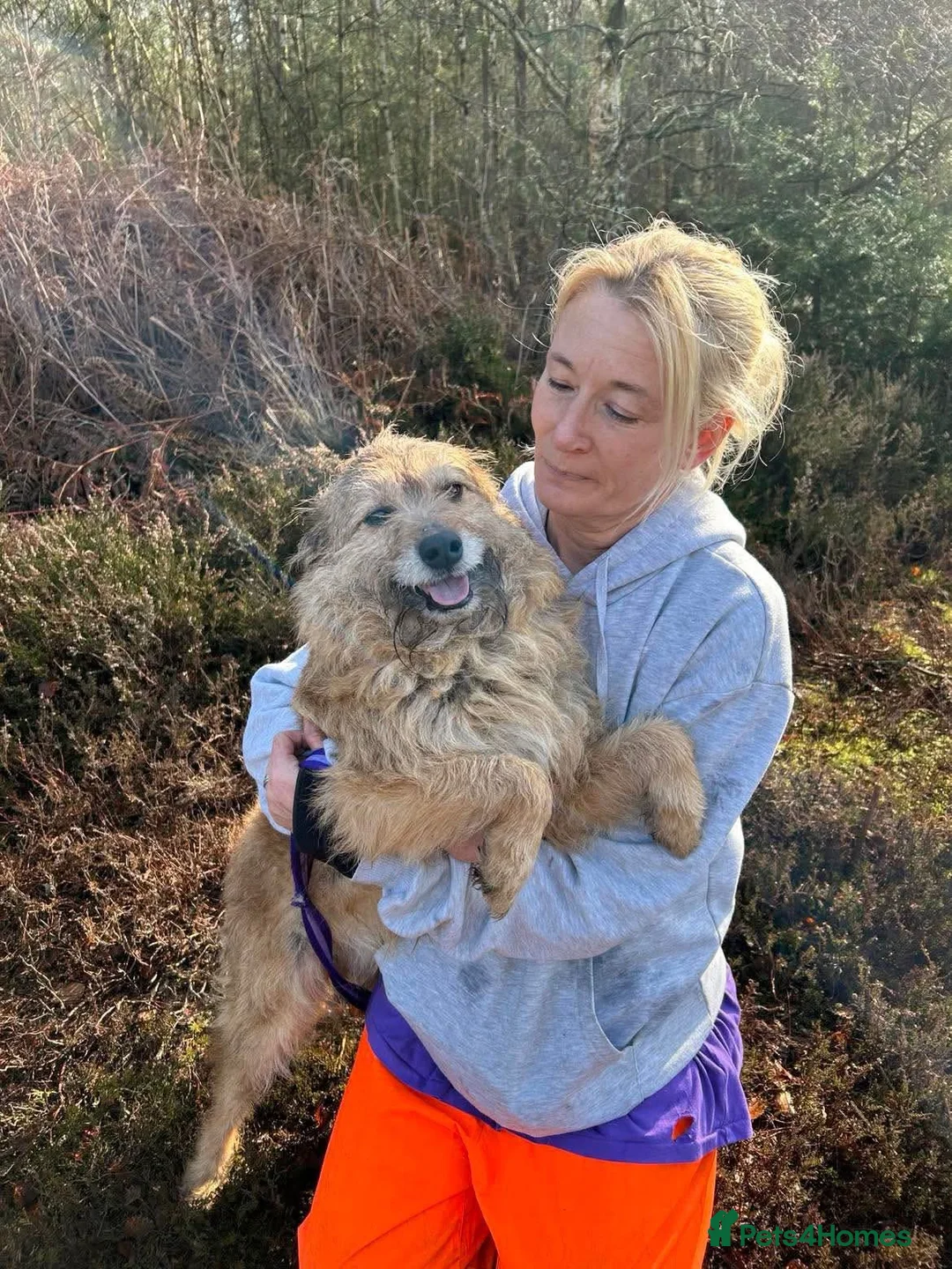 Mixed Breed dogs for adoption: Jack - Watton Norfolk  in Thetford - Advert 21