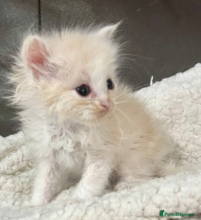 Ragdoll cats Cherubim ragdolls full pedigree - Advert 1