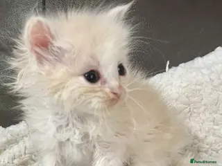 Ragdoll cats Cherubim ragdolls full pedigree - Advert 1