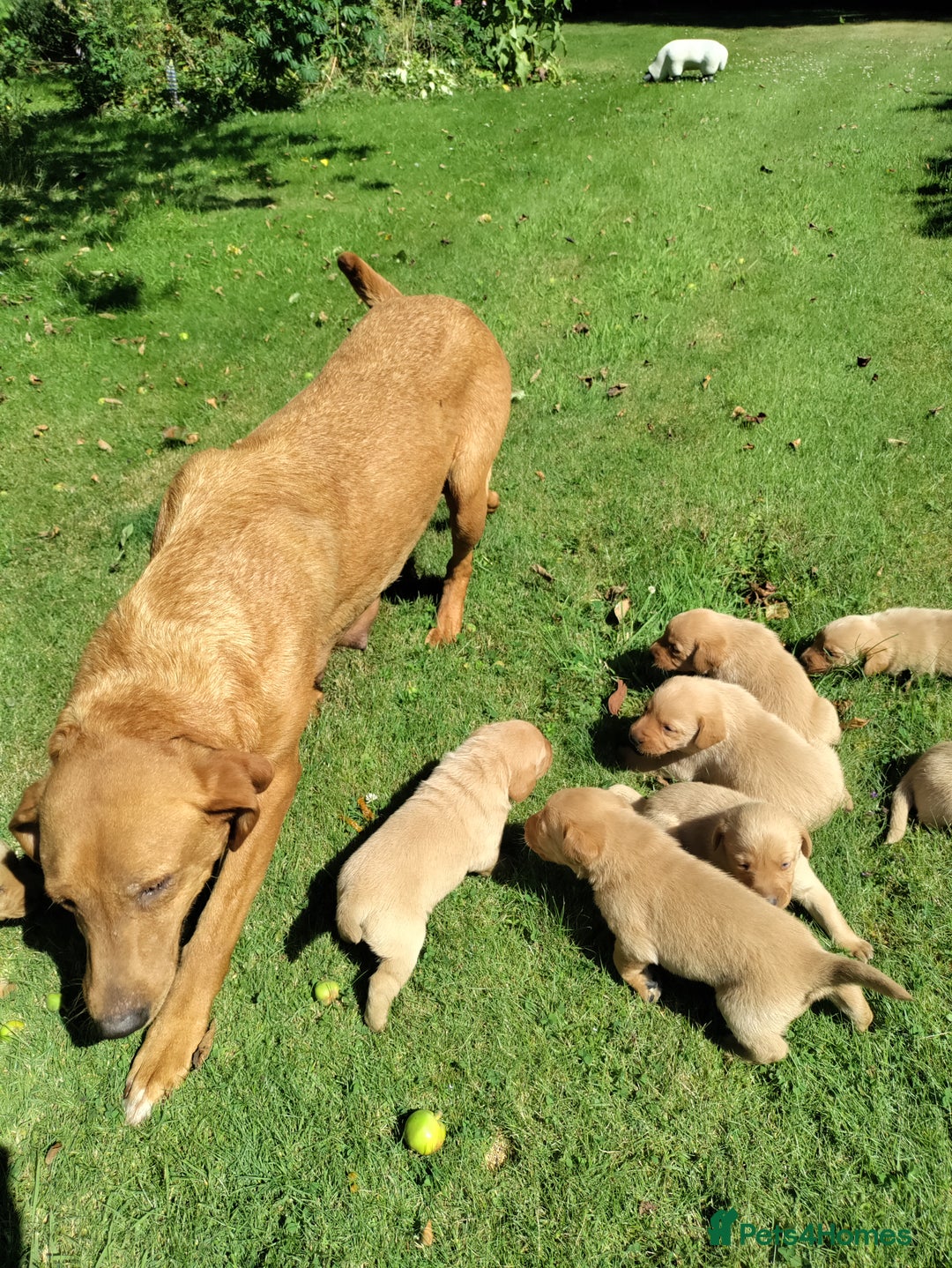 Labrador Retriever dogs for sale: Labrador pups for sale  - Image 4