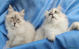 Siberian cats for sale: GCCF Registered Pure Siberian kittens For Sale.   - Image 15