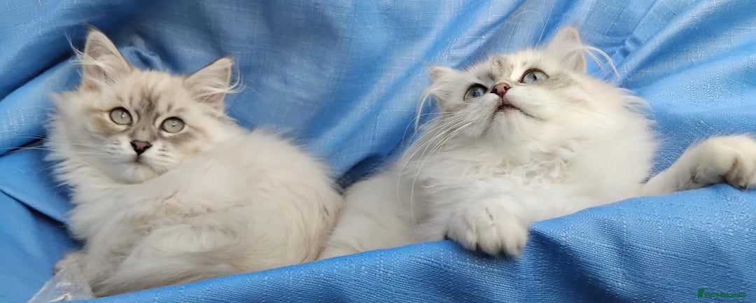 Siberian cats for sale: GCCF Registered Pure Siberian kittens For Sale.   - Image 15