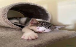 British Longhair cats for sale: White and tabby boy ready now  - Image 12