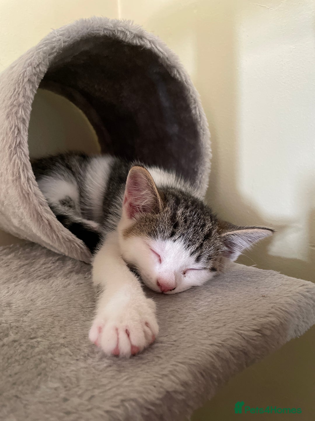 British Longhair cats for sale: White and tabby boy ready now  - Image 12