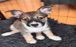 Mixed Breed dogs for sale: Siberian Husky X Staff/Lhasa Apso. Only 2 left!!  - Image 2
