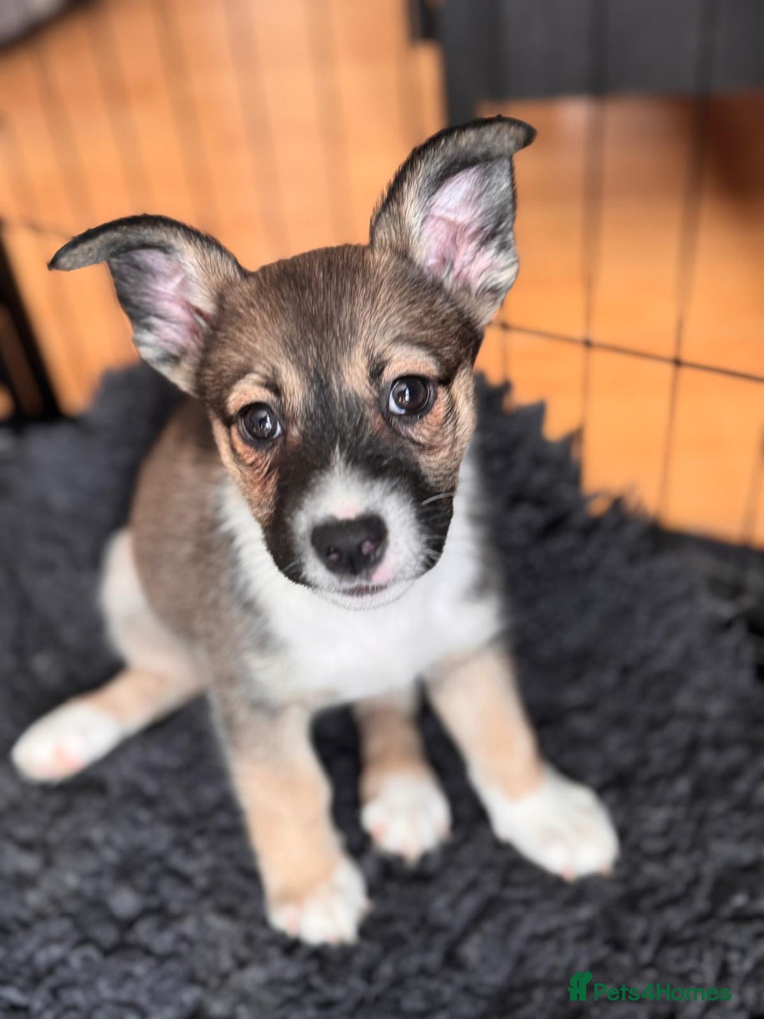 Mixed Breed dogs for sale: Siberian Husky X Staff/Lhasa Apso. Only 2 left!!  - Image 2