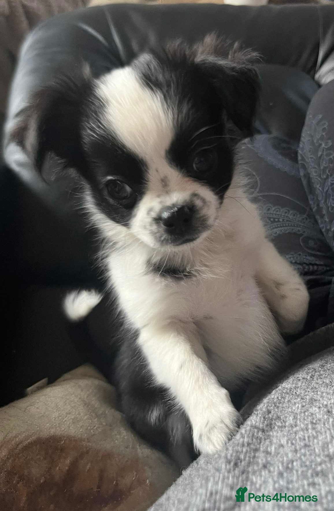 Chug dogs Chug(F) Puppy for Sale Best of Litter (Longhaired) - Advert 5