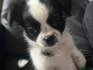 Chug dogs Chug(F) Puppy for Sale Best of Litter (Longhaired) - Advert 5