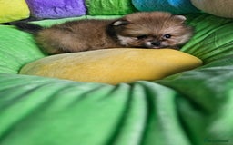Pomeranian dogs for sale: Sweet Baby Pom boy - Image 6