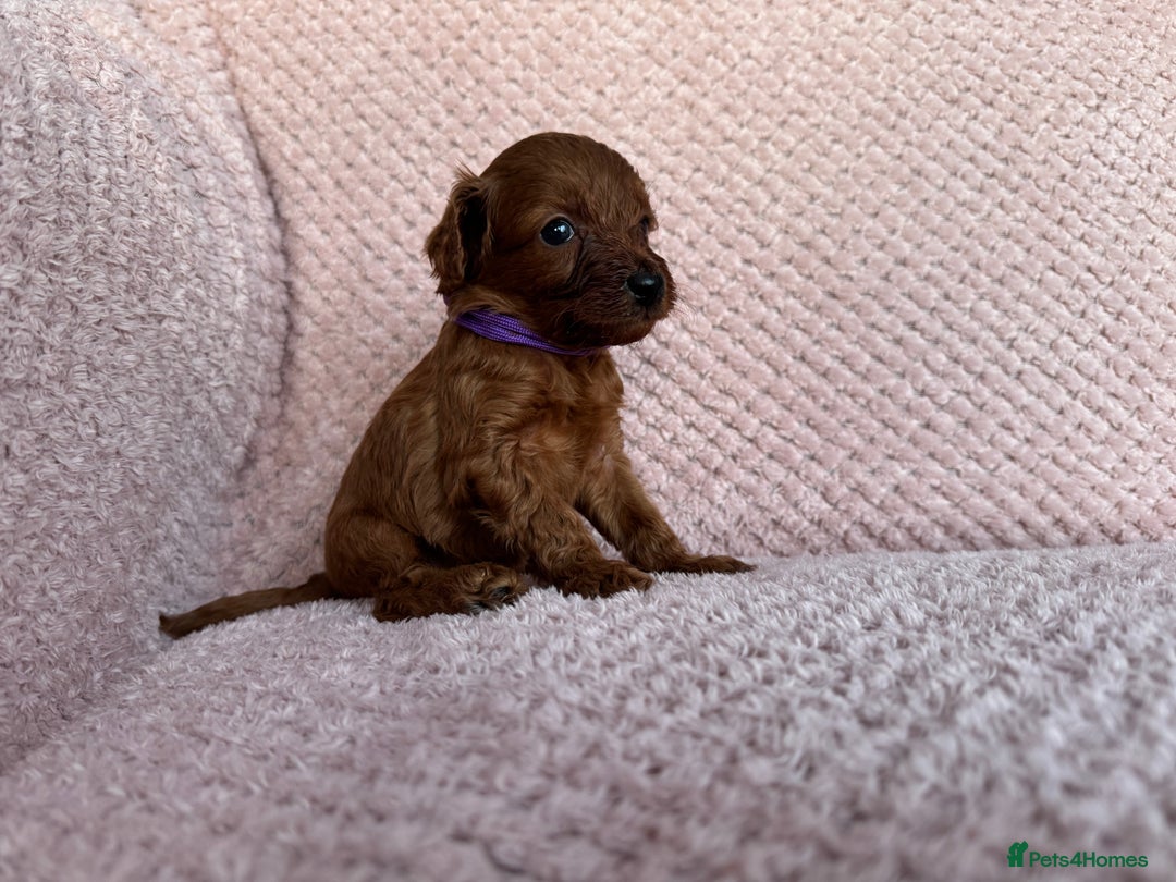 Cavapoo dogs for sale: Health tested F1b Cavapoo puppies - Advert 8