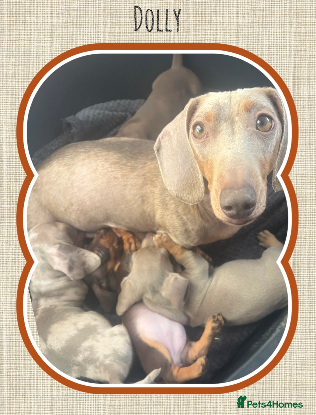 Miniature Dachshund dogs for sale: Ready soon! KC Miniature Dachshund Puppies  - Image 9