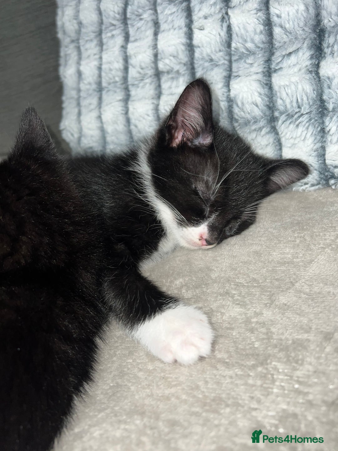 Domestic Shorthair cats for sale: Beautiful kittens looking for forever homes🩷💙🐾 - Image 4
