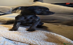 Mixed Breed dogs for sale: Rottweiler  x Staffordshire bull terrior - Image 1