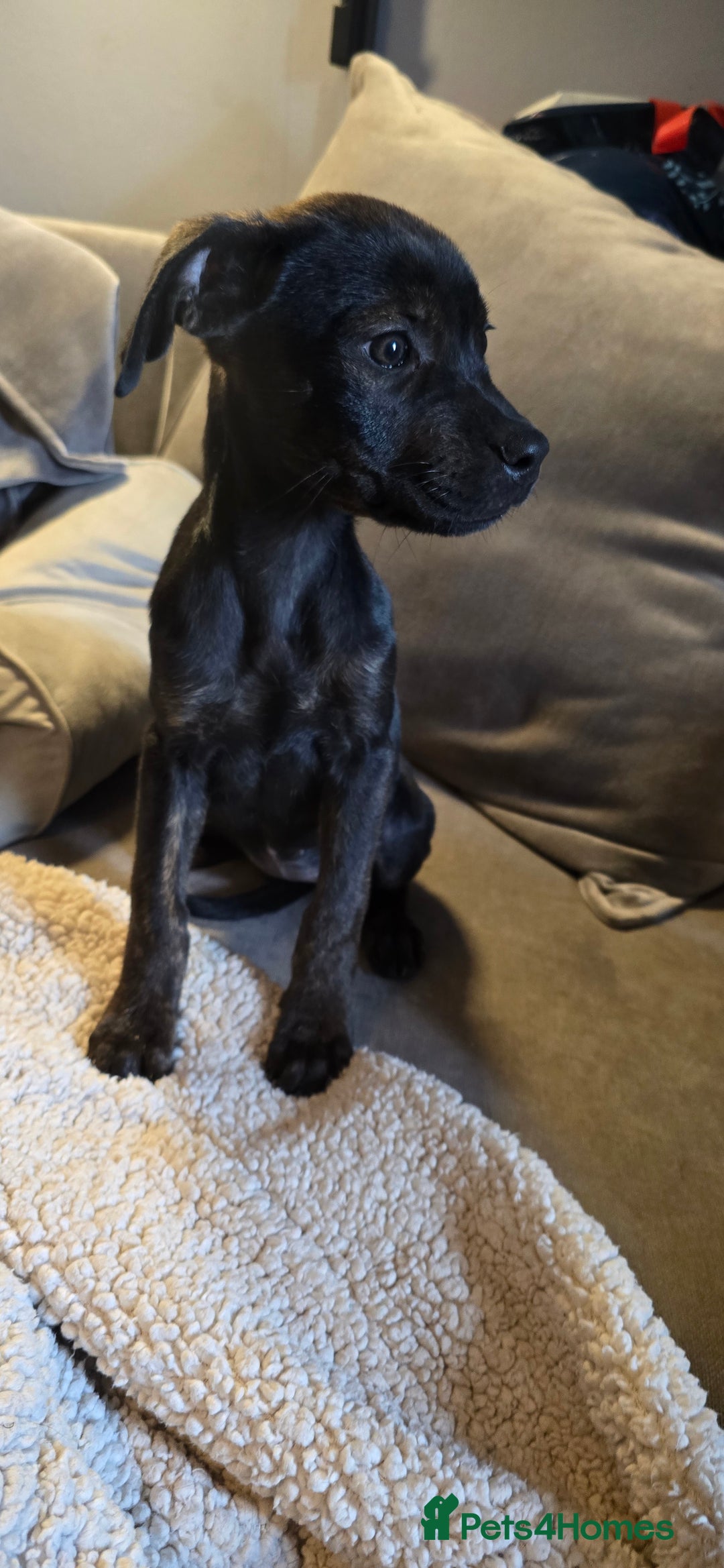 Mixed Breed dogs for sale: Rottweiler  x Staffordshire bull terrior - Image 1