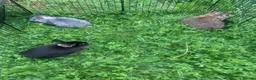 Netherland Dwarf rabbits for sale: URGENT 1 LEFT - Advert 33