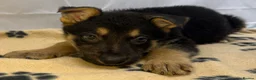 German Shepherd dogs for sale: KC Registered & Health Tested Working Line Puppies - Advert 27