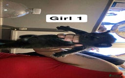 British Shorthair cats for sale: 3 lovely black kittens  - Image 1