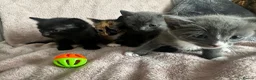 Mixed Breed cats for sale: 4 beautiful kittens  - Advert 1