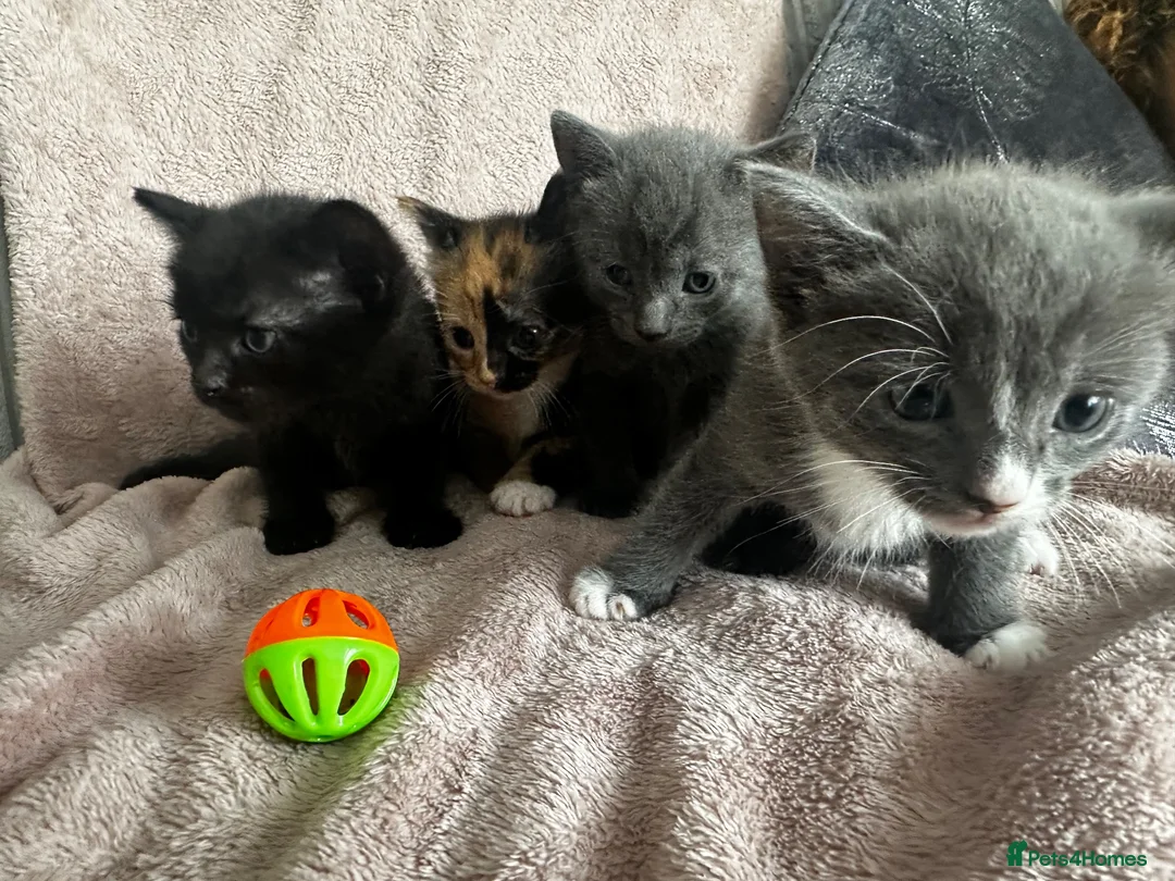 Mixed Breed cats for sale: 4 beautiful kittens  - Advert 1