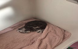 Maine Coon cats for sale: STUNNING MAINE COON KITTENS  - Image 11