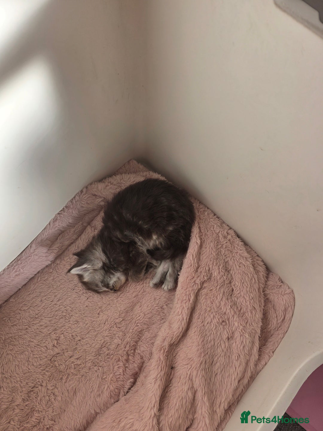 Maine Coon cats for sale: STUNNING MAINE COON KITTENS  - Image 11