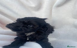 Cockapoo dogs for sale: American cockapoos rare green eyes phantoms - Image 21