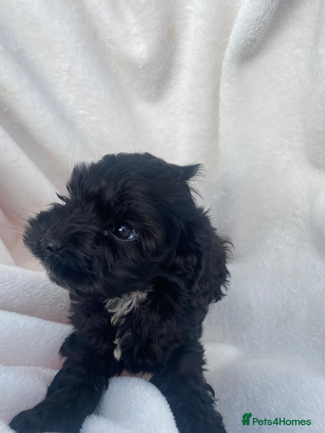 Cockapoo dogs for sale: American cockapoos rare green eyes phantoms - Image 21