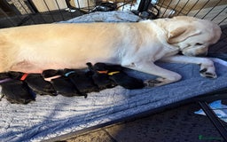 Labrador Retriever dogs for sale: Stunning litter of pure bred black Labrador pups  - Image 2