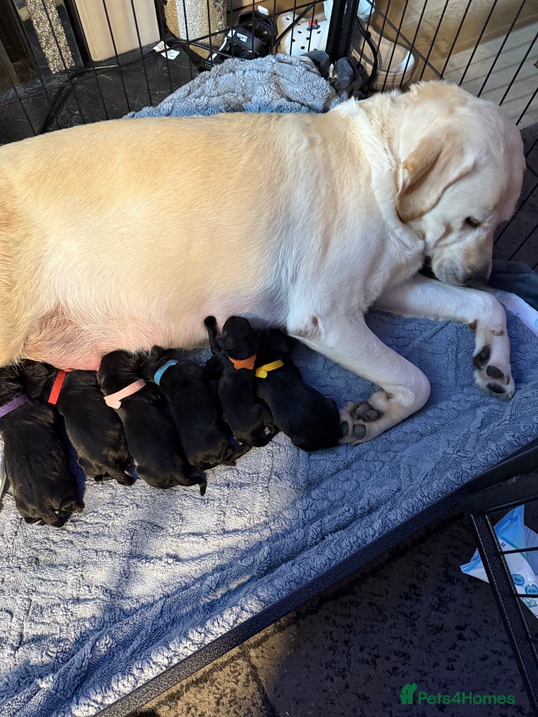 Labrador Retriever dogs for sale: Stunning litter of pure bred black Labrador pups  - Image 2