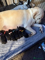 Labrador Retriever dogs - Advert 2