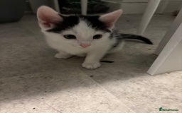 Domestic Shorthair cats for sale: Lovely 5 kittens for sale - Image 7