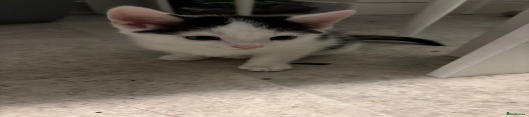 Domestic Shorthair Kitten 5