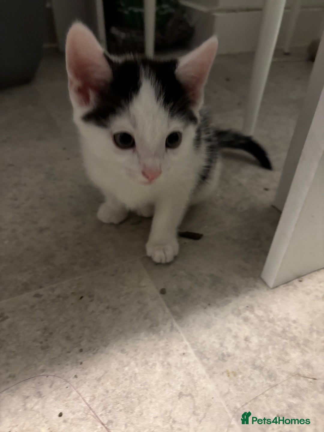 Domestic Shorthair cats for sale: Lovely 5 kittens for sale - Image 7