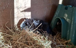 Guinea Pig rodents for sale: Baby guinea pigs  - Image 6