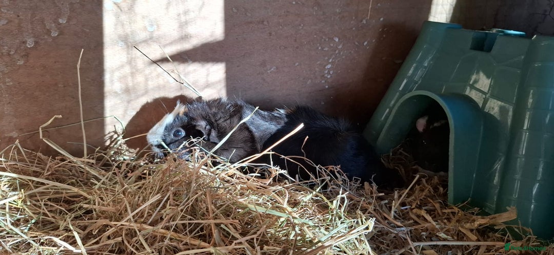 Guinea Pig rodents for sale: Baby guinea pigs  - Image 6