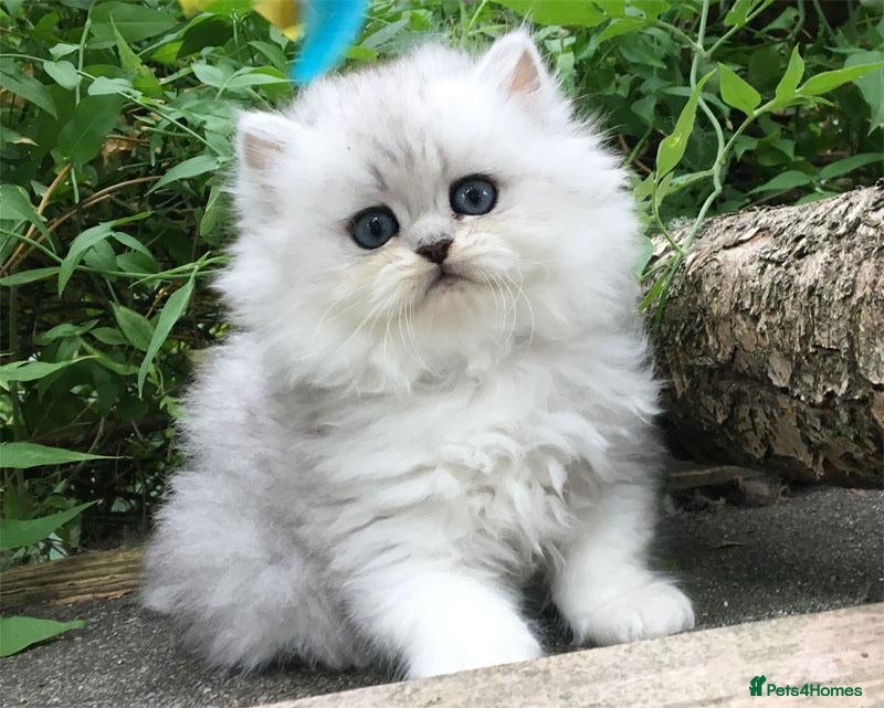 Persian cats Beautiful persian kitten - Advert 4