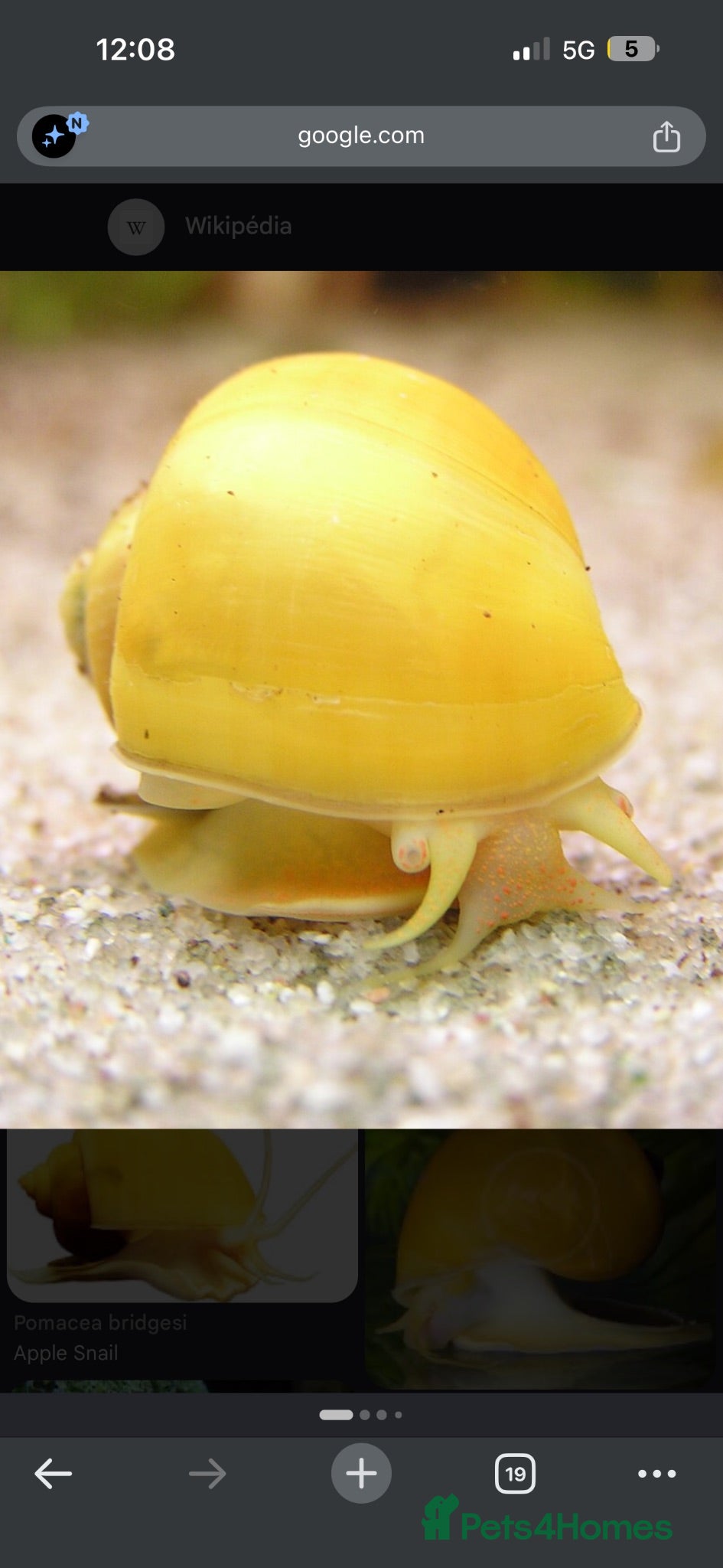 Snails fish Apple snail  - Advert 6