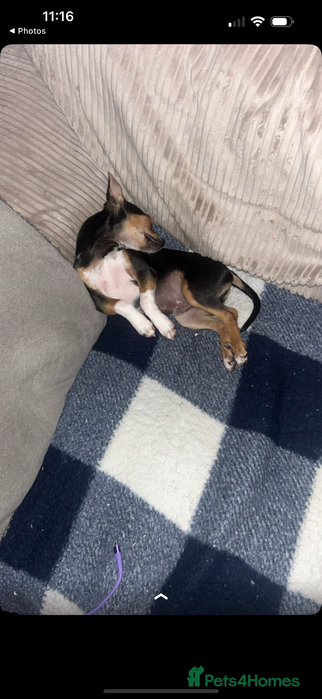 Chihuahua dogs for sale: 8 month old Chihuahua - Advert 5