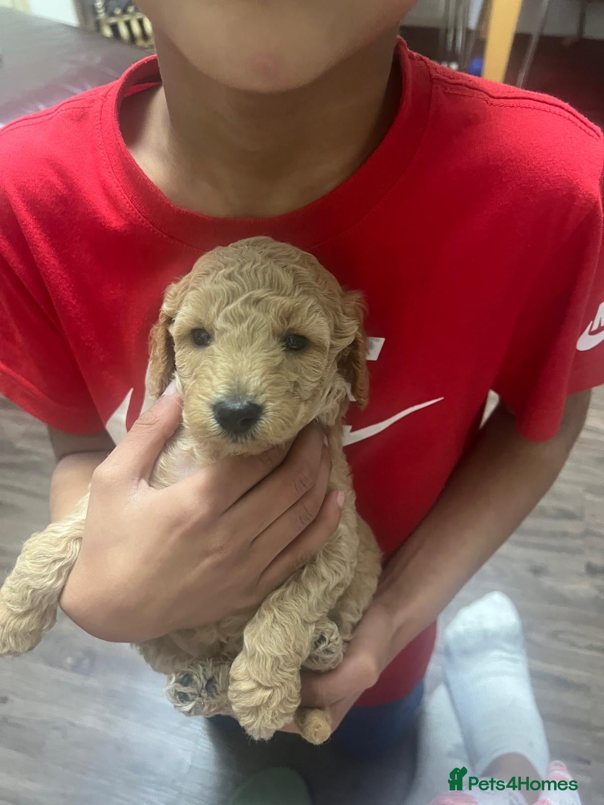 Miniature Poodle dogs Pedigree KC registered miniature poodle  - Advert 6