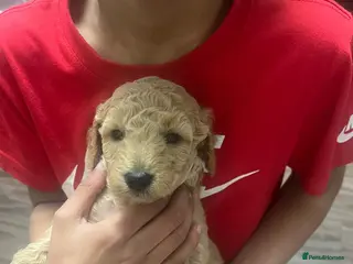 Miniature Poodle dogs Pedigree KC registered miniature poodle - Advert 6