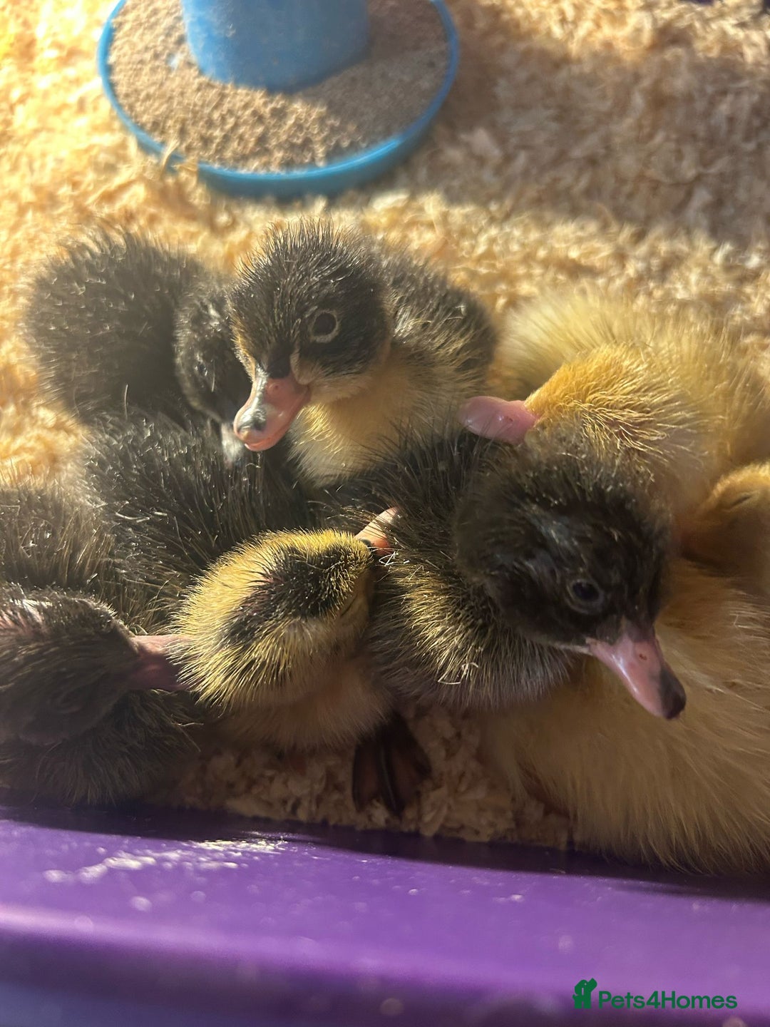 Ducks poultry for sale: Indian runner ducklings  - Image 2