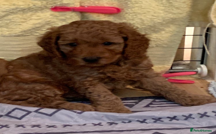 Cockapoo dogs - Advert 2