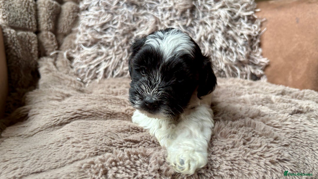 Lhasapoo dogs for sale: *****only 1 girl and 2 boys left ***** - Image 5