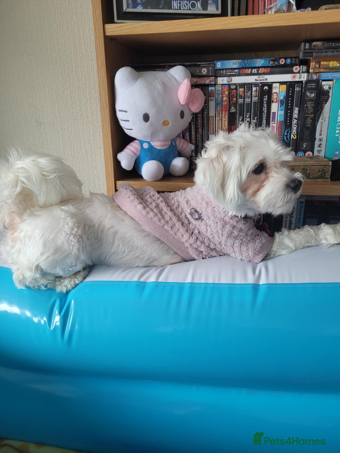 Maltese dogs for sale: Sale:4 maltese pups  - Image 11