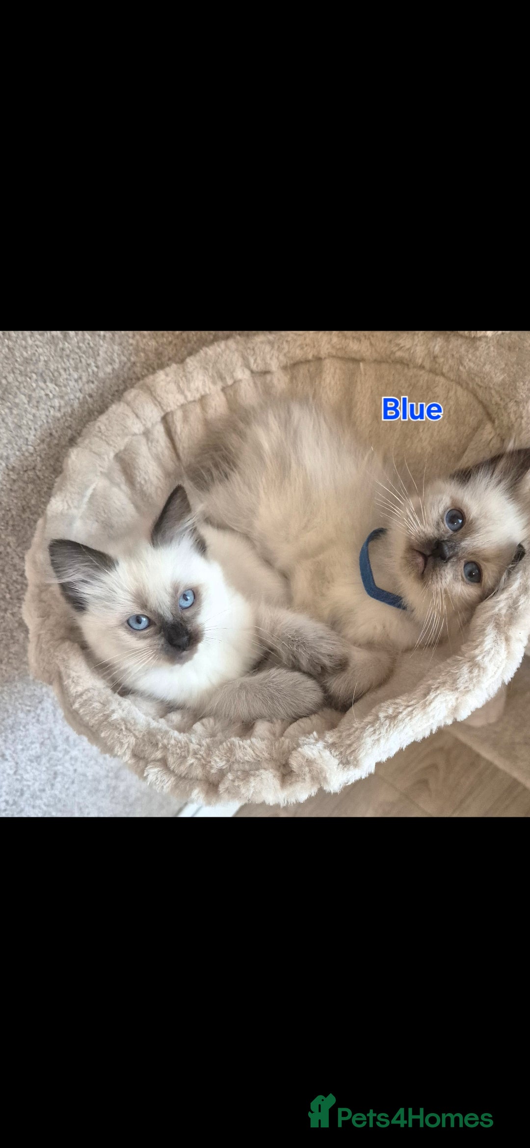 Ragdoll cats 1 Ragdoll Boy left / Parents health tested 💖 - Advert 2